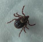 Lawn Insects - Ticks